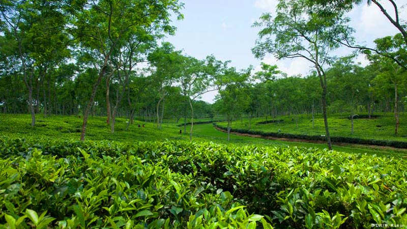 চা বাগানে যৌন কর্মীকে হত্যা: বেরিয়ে আসছে চাঞ্চল্যকর তথ্য!