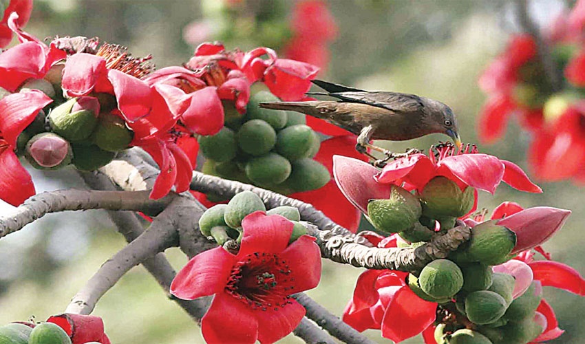 ফুল ফুটুক আর না-ই ফুটুক আজ বসন্ত