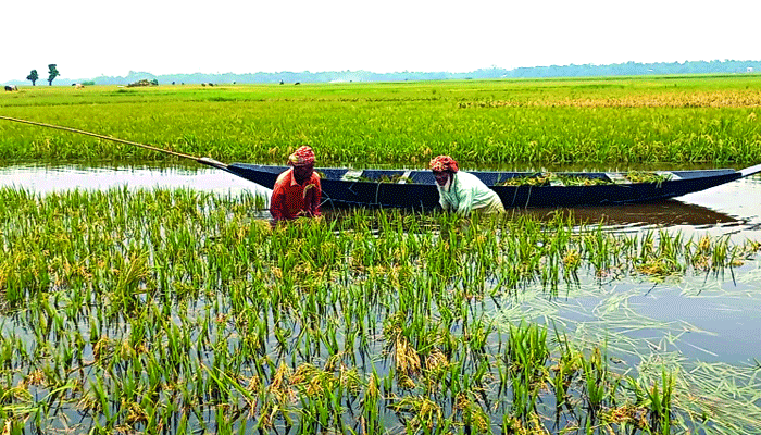 হাওরে পানির নিচে তলিয়ে গেছে বোরো ফসল