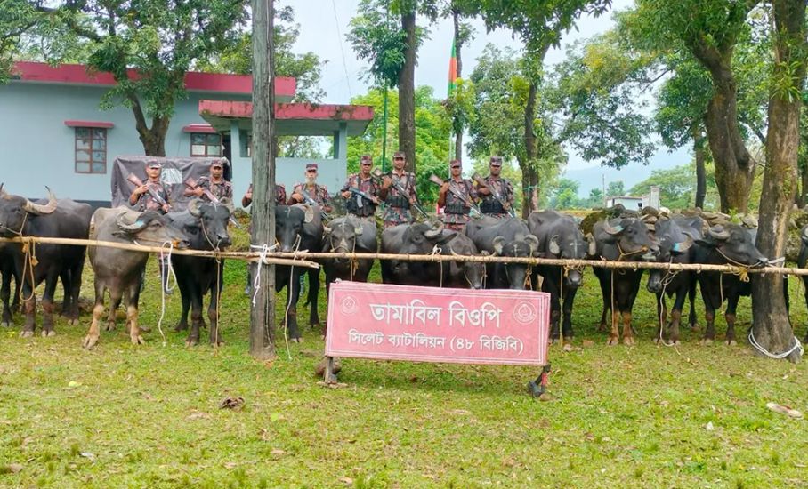 জৈন্তা সীমান্তে বিজিবির অভিযান, ৬৭টি ভারতীয় মহিষ আটক