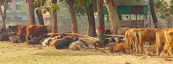 সুনামগঞ্জের মধ্যনগরে ভারতীয় ৪০ গরু জব্দ, আটক ৪ চোরাকারবারি