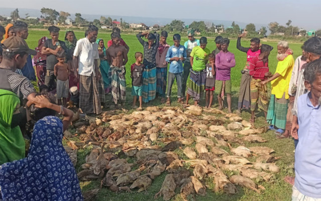 সুনামগঞ্জের পাখি শিকারির বিষে ৫০০ হাঁসের মৃত্যু