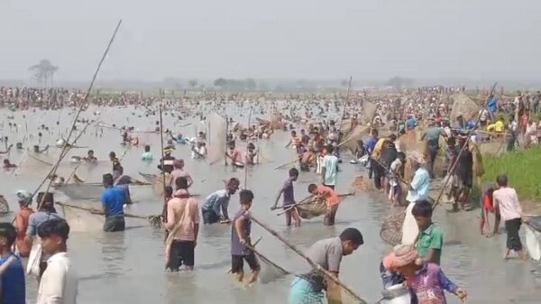 সুনামগঞ্জে  চার বিলের মাছ লুট