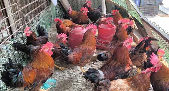 পানি ঢুকিয়ে টাইগার মুরগীর ওজন বাড়ানো হয়…