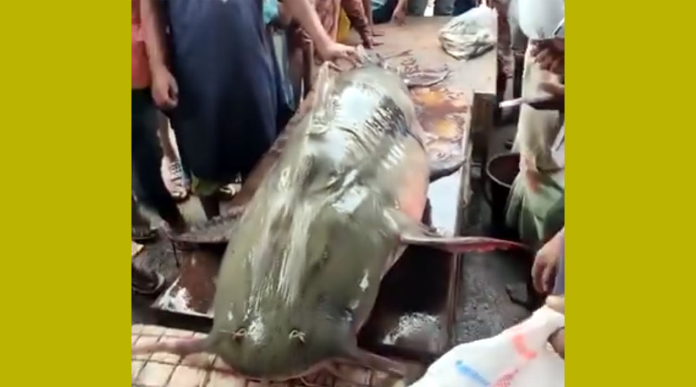 সিলেটে জেলেদের জালে ১৮২ কেজির মহাবিপন্ন বাঘাইড় মাছ