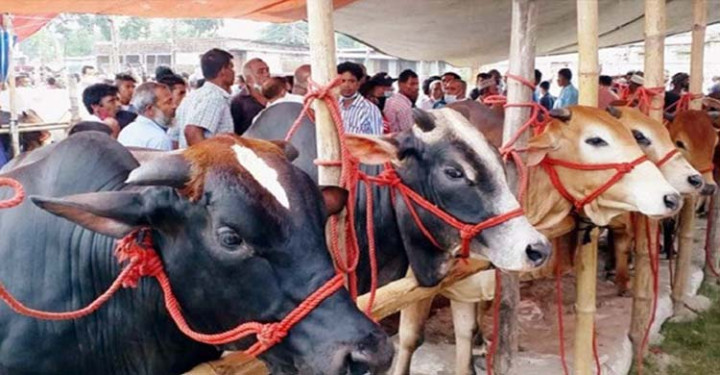 অনুমোদনের অপেক্ষায় সিলেট নগরীর ১২টি অস্থায়ী পশুর হাট