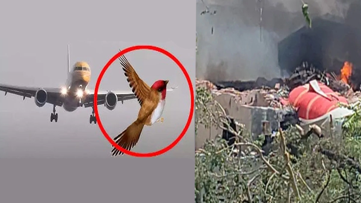 পাখির আঘাতেই কি বিধ্বস্ত হয়েছে ভারতীয় বিমান?