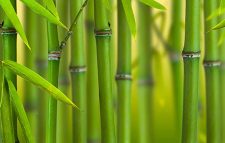 আজ বিশ্ব বাঁশ দিবস