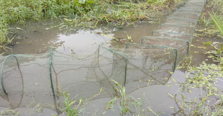 ফেঞ্চুগঞ্জে জুড়ি নদীতে অবৈধ চায়না জাল, মৎস্য কর্মকর্তার বিরুদ্ধে ৩ লাখ টাকা ঘুষের অভিযোগ
